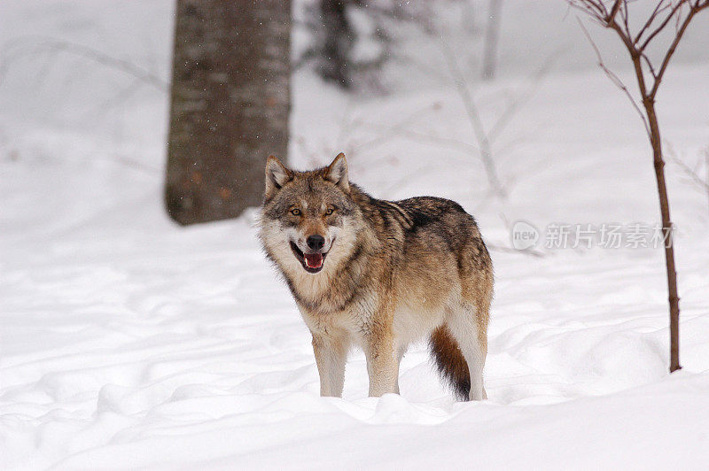 属狼种(Canis lupus)